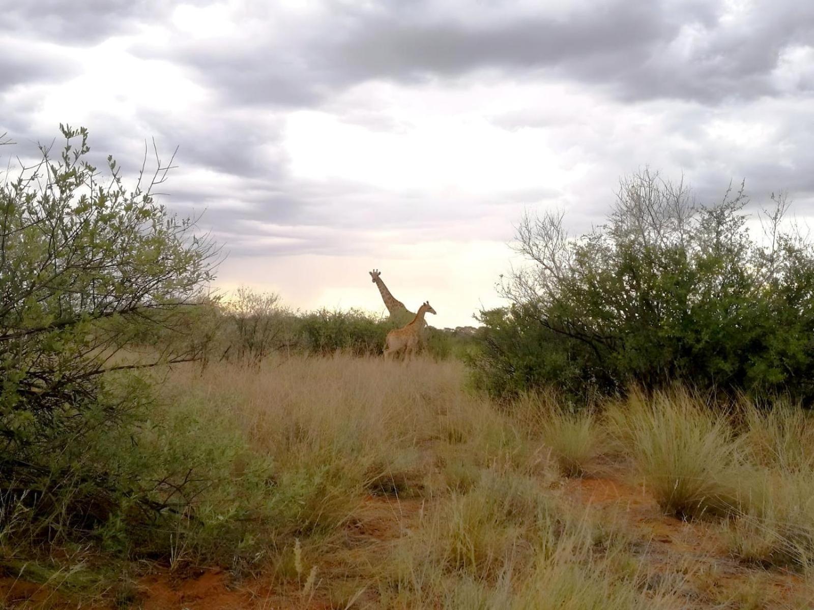 West Nest Lodge Gobabis Exterior foto