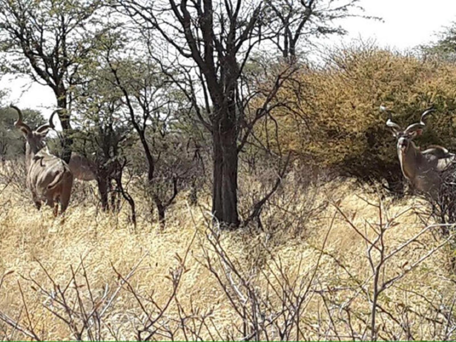 West Nest Lodge Gobabis Exterior foto